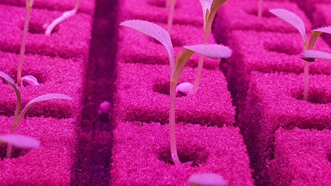 Seedlings at Emirates Flight Catering Opens World’s Largest Vertical Farm in Dubai. Emirates